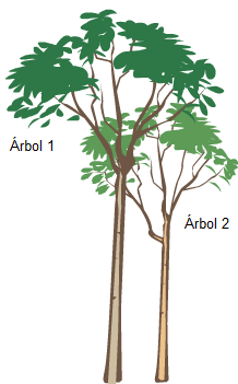 Árboles 1 y 2 en su tamaño y posición final