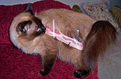 Un gato con tocino pegado en el lomo con cinta adhesiva.
